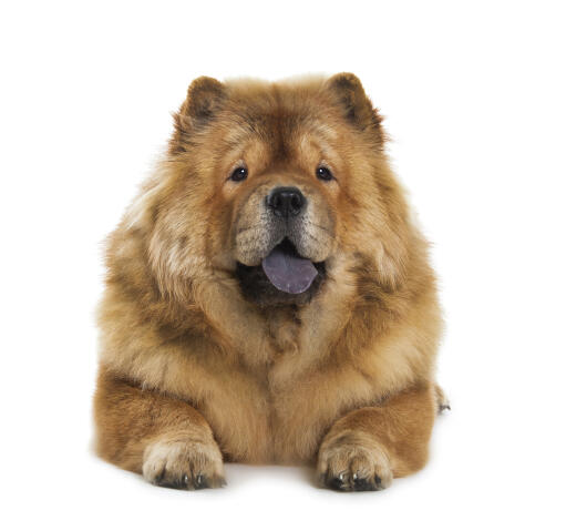 Ein erwachsener chow-chow mit einem schönen dichten braunen fell