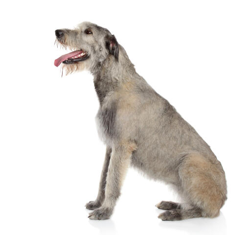 Ein wunderschöner irischer wolfshund mit kurz geschnittenem fell und einem struppigen bart
