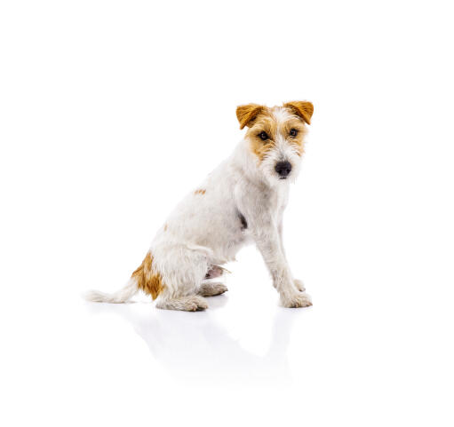 Ein schön sitzender parson russell terrier, der sein wunderbares, drahtiges fell zur schau stellt