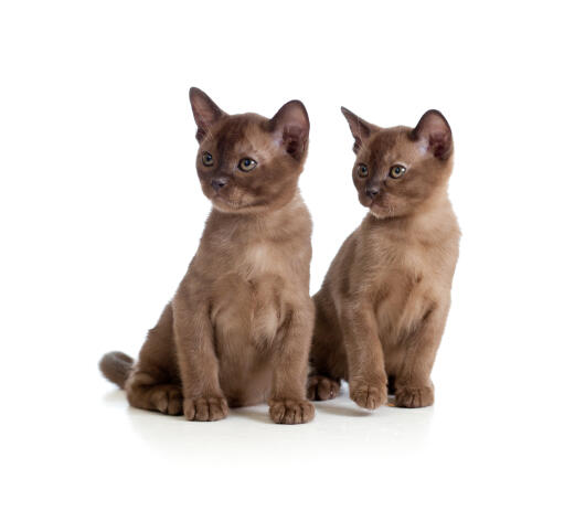 Zwei GorGeous chocolate burmesische kätzchen sitzen zusammen
