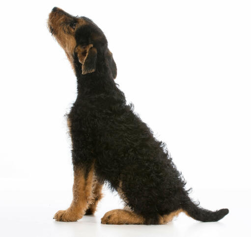 Ein airedale-terrier-welpe mit drahtigem, dunklem fell
