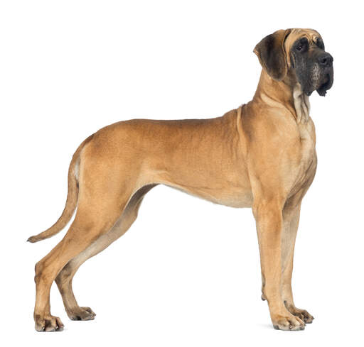 Eine schöne deutsche dogge, die aufrecht steht und ihren unglaublichen, großen, muskulösen körper zur schau stellt