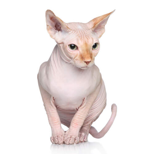 Eine sphynx-katze mit ingwer-weichfell an nase und ohren