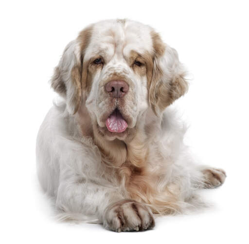 Ein erwachsener clumber spaniel mit einem wunderbar weichen, weiß-braunen fell