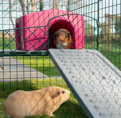 Omlet Zippi meerschweinchenlaufstall mit Zippi plattformen, lila Zippi unterstand und meerschweinchen