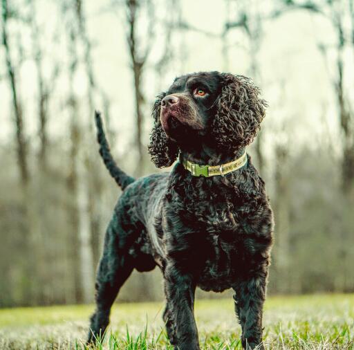 Amerikanischer wasserspaniel im wald stehend