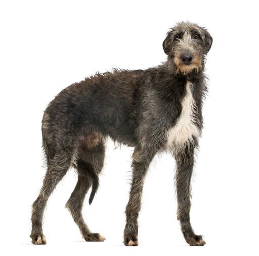 A GorGeous, junger schottischer deerhound mit dickem, gesundem fell