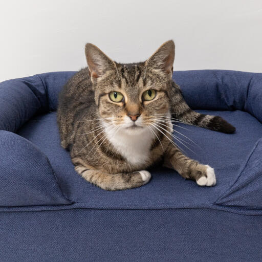 Nahaufnahme einer Katze, die auf einem Memory Foam Katzensofa in Mitternachtsblau liegt