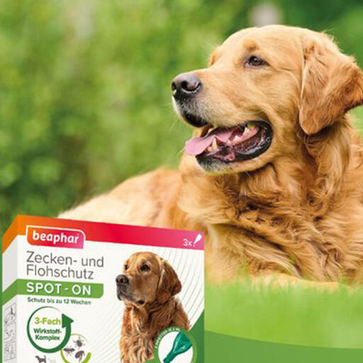 Beaphartick & flohschutz spot-on 3x2ml für große hunde (ab 15 kg)