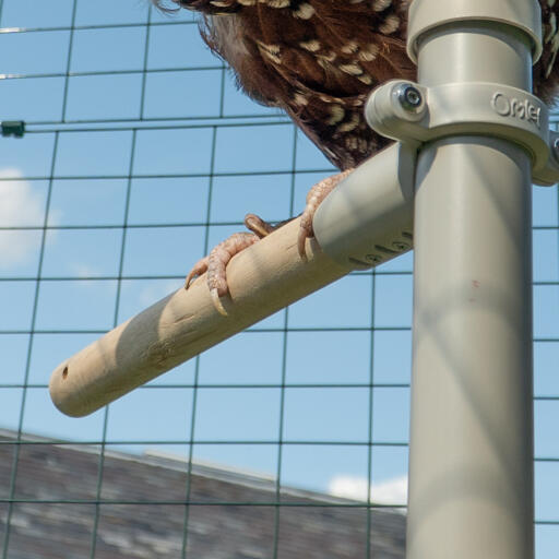 Nahaufnahme eines Huhns, das auf einer Sitzstange des PoleTree Hühnerstangensystems im Omlet Walk In - Begehbaren Gehege sitzt