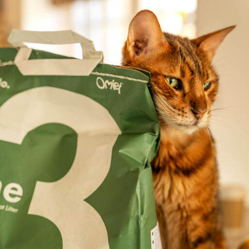 Getigerte katze, die sich an einen grünen beutel mit katzenstreu lehnt