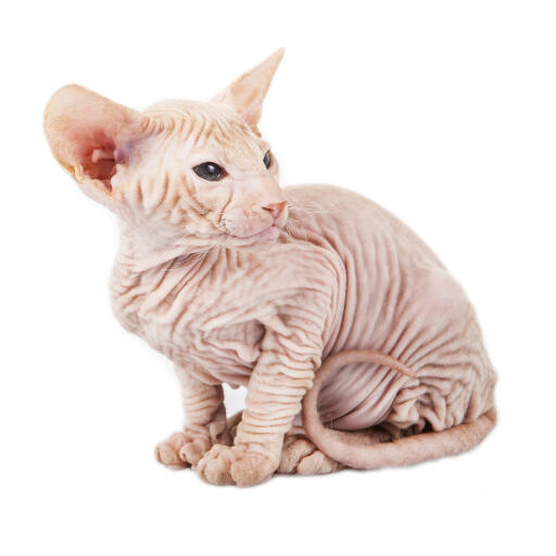 Eine haarlose peterbald-katze mit faltiger haut