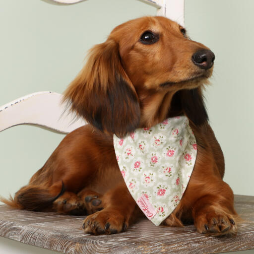 Hund auf einem stuhl mit einem geblümten cath kidston halstuch