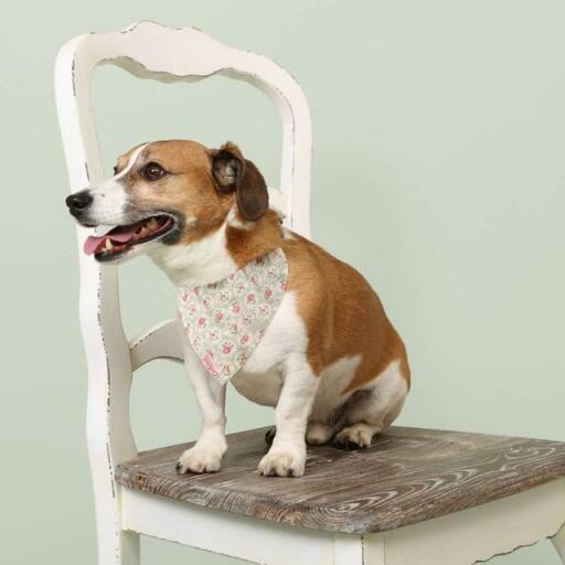 Ein hund mit einem geblümten kopftuch von cath kidston sitzt auf einem stuhl