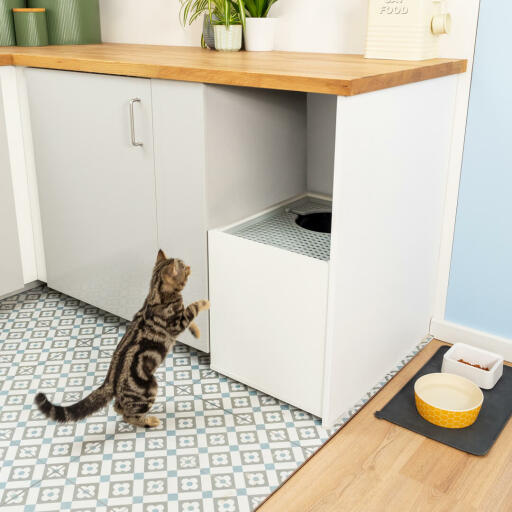 Katze springt auf das Omlet Maya katzenklo mit oberem eingang