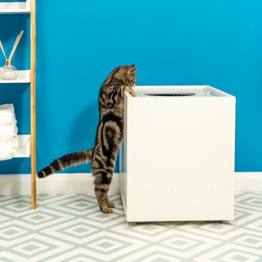 Katze klettert auf Maya katzenklo mit oberem eingang