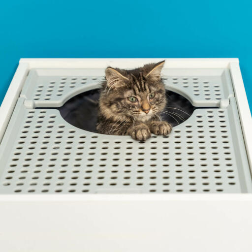 Katze klettert aus Maya top entry katzenklo