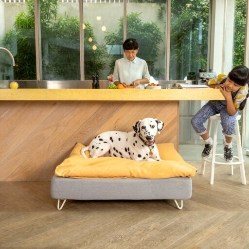 Dalmatiner liegend auf Omlet Topology hundebett mit weißen haarnadelfüßen