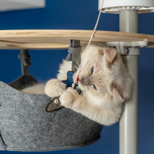 Süße weiße flauschige katze spielt mit fischspielzeug in der hängematte eines Omlet boden bis zur decke kratzbaum