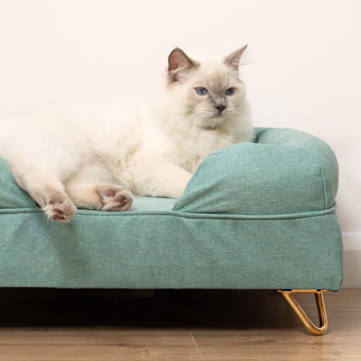 Süße weiße Katze sitzt auf einem blaugrünen Memory Foam Katzensofa mit goldenen Haarnadelfüßen