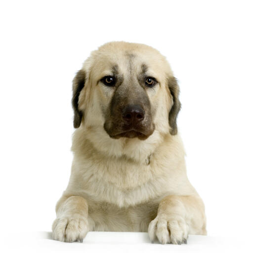 Ein schöner erwachsener anatolischer schäferhund, der sein schönes, weiches fell zeigt