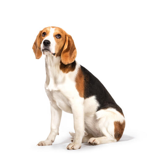 Ein junger erwachsener beagle mit einem sehr gepflegten fell