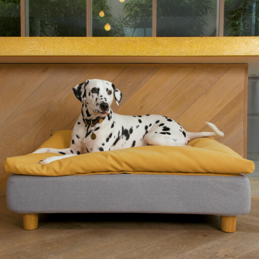 Hund liegt auf Omlet Topology hundebett mit sitzsackauflage und runden holzfüßen