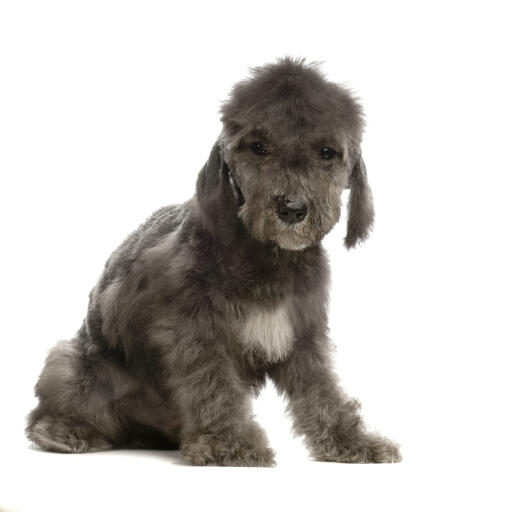 Ein hübscher, kleiner bedlington-terrier-welpe, der brav sitzt