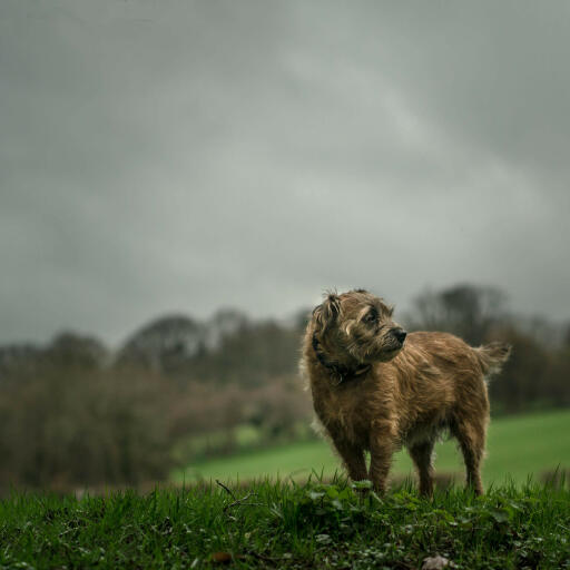 Ein ausgewachsener border terrier, der im regen ein wenig bewegung genießt
