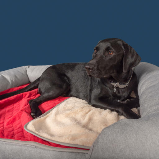 Ein schwarzer labrador auf einem grauen memory-foam-rollenbett mit einer Luxury christmas soft blanket
