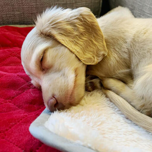 Ein hund, der auf einer roten, weichen decke schläft