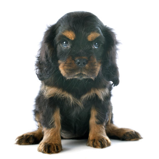 Ein schöner, dunkelhaariger cavalier king charles spaniel welpe