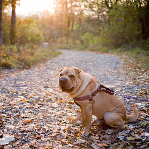 Ein erwachsener chinesischer shar pei sitzt ordentlich im freien