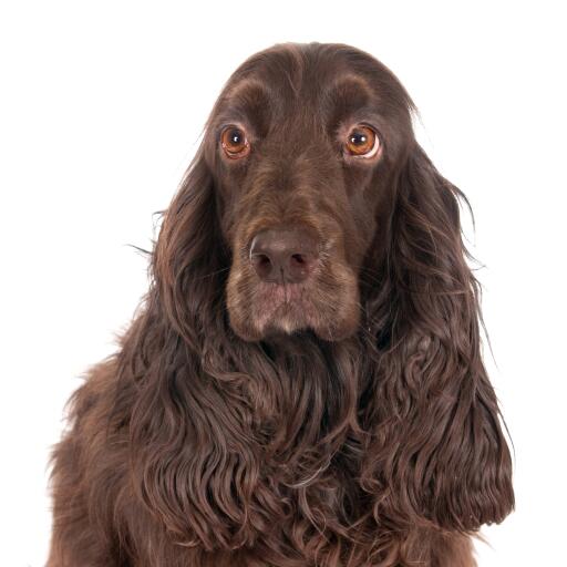 Ein GorGeous feldspaniel mit bezaubernden augen