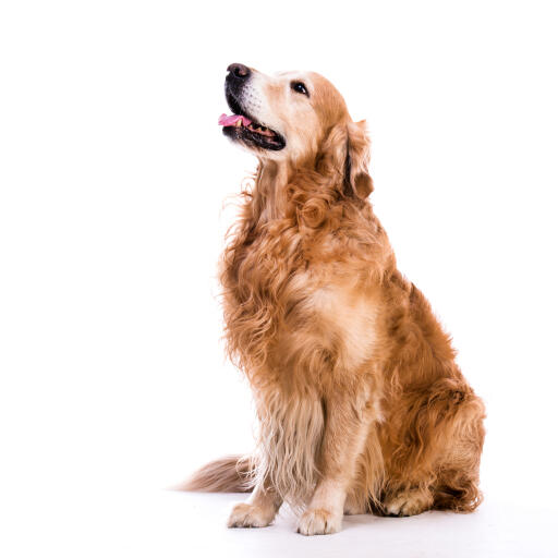 Ein erwachsener Golden retriever mit einem schönen langen, lockigen fell