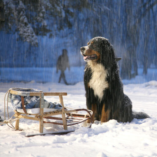 Ein großer, kräftiger neufundländer, der unter Snow geduldig auf seinen besitzer wartet