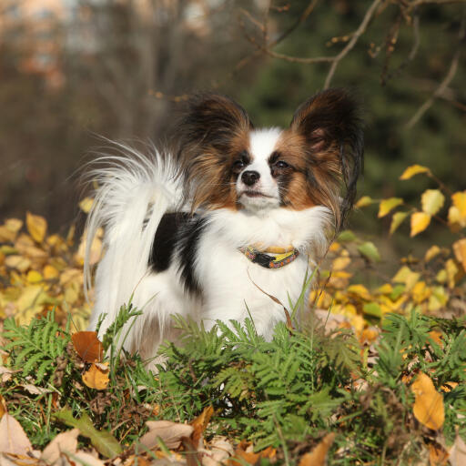 Ein tapferer papillon mit schönem, flauschigem fell