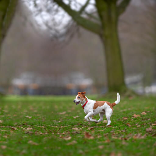 Ein parson russell terrier, der sich abseits der leine austobt