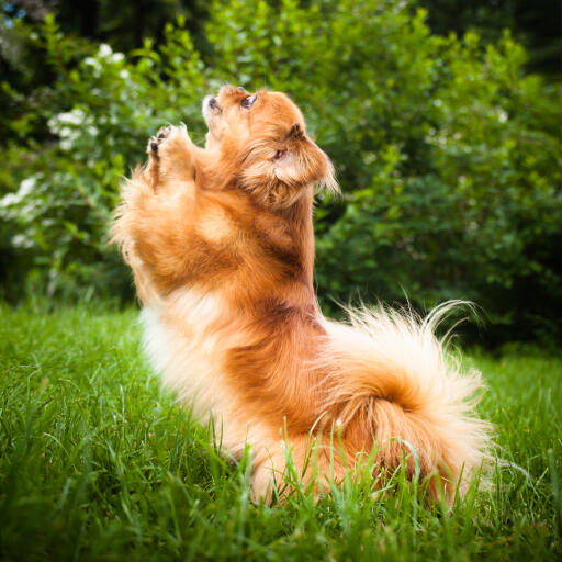 Ein aufgeregter kleiner pekinese mit wunderschön gepflegtem fell