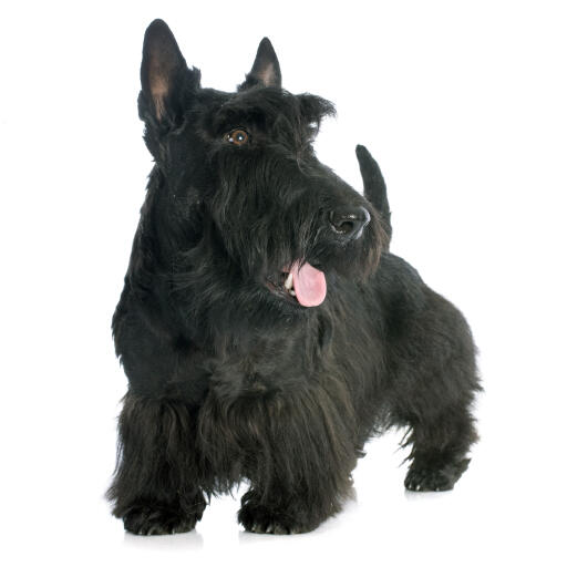 Ein gesunder, erwachsener scottish terrier mit einem schönen, dichten, schwarzen fell