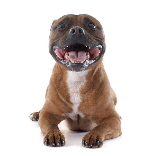 Ein aufgeregter und verspielter junger staffordshire-bullterrier, der hechelt