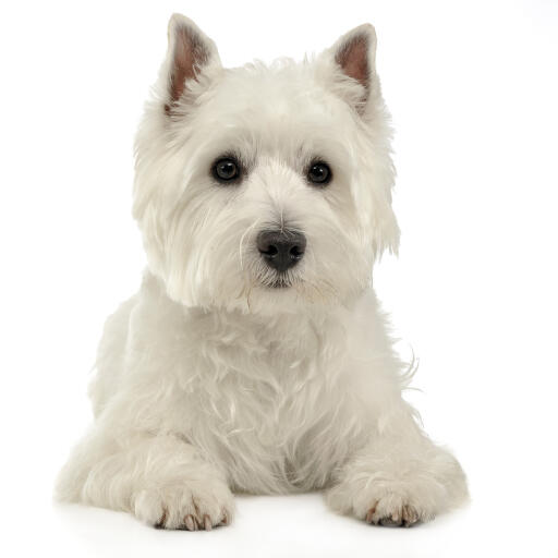 Ein ausgewachsener west highland terrier liegt ordentlich auf dem boden