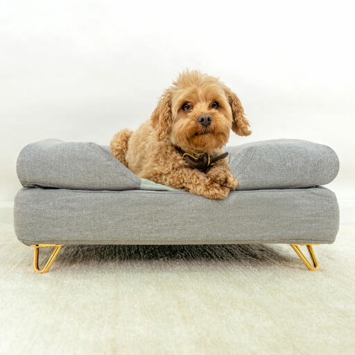 Hund sitzend auf Omlet Topology hundebett mit grauer nackenrolle und Gold metall-haarnadelfüßen