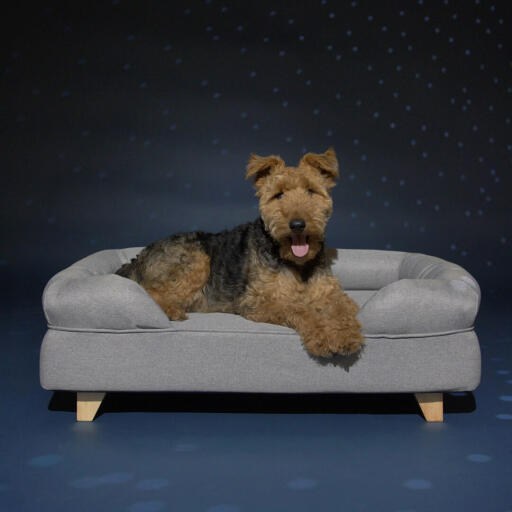 Hund liegend auf Omlet memory foam bolster hundebett mit quadratischen holzfüßen