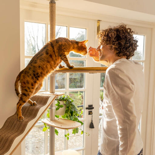 Katze schnüffelt mann auf Freestyle boden bis zur decke kratzbaum