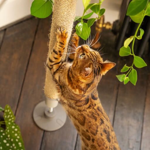 Katze kratzt sisal von Freestyle kratzbaum für drinnen