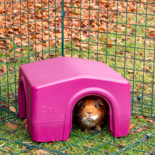 Ein braunes meerschweinchen in einem unterstand in einem tierheim