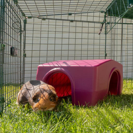 Meerschweinchen stand vor einem tierheim in einem tierauslauf