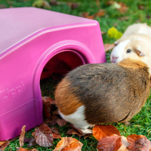 Meerschweinchen aus dem lila Zippi tierheim