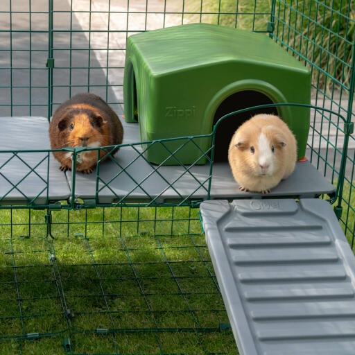 Meerschweinchen werden begeistert von der erhöhten Position auf der Zippi Plattform Ausschau halten.